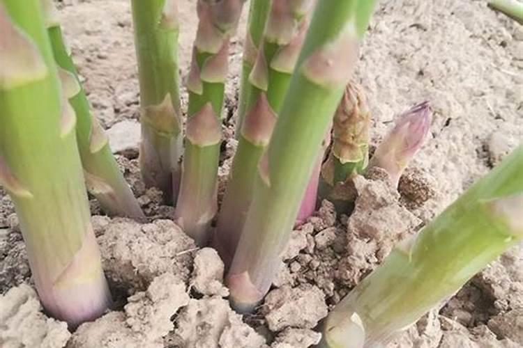 芦笋喜欢哪些肥料 适合芦笋的肥料品种