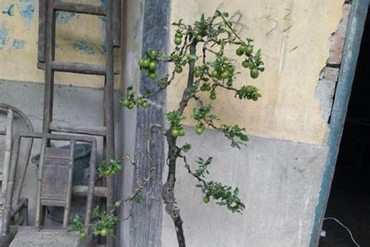 秋葵小苗什么时候施肥
