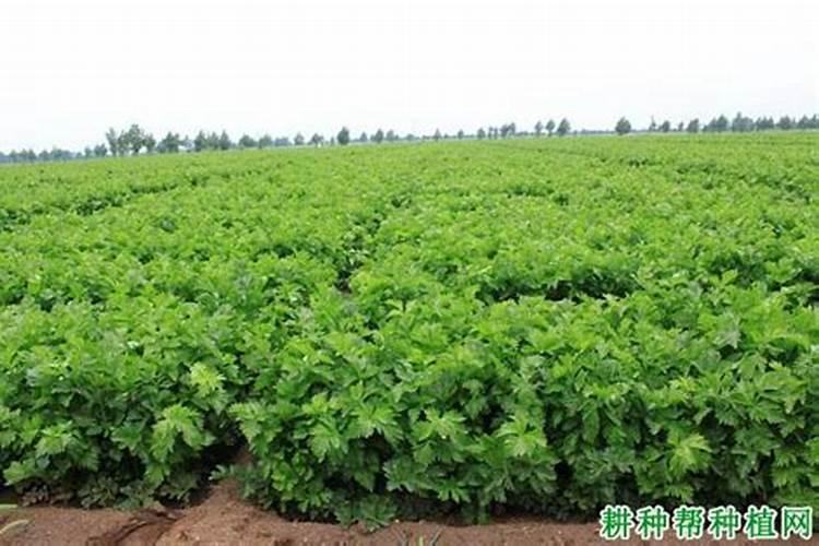种红薯如何使用钾肥
