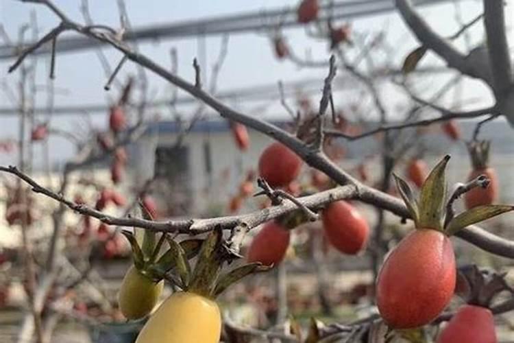 老鸦柿花期能放养在室内？