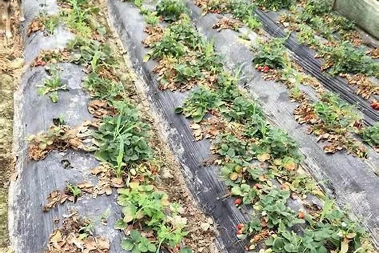 草莓施肥用什么肥料