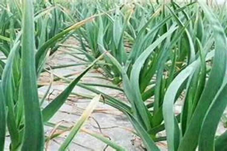 复合肥下雨前施肥好吗