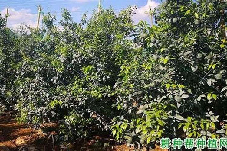 菌肥和菌剂哪个效果好