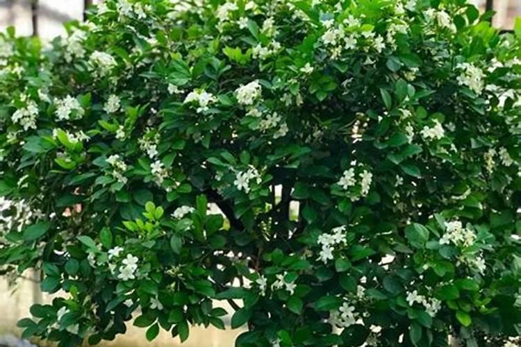木香花适合山东种植吗？
