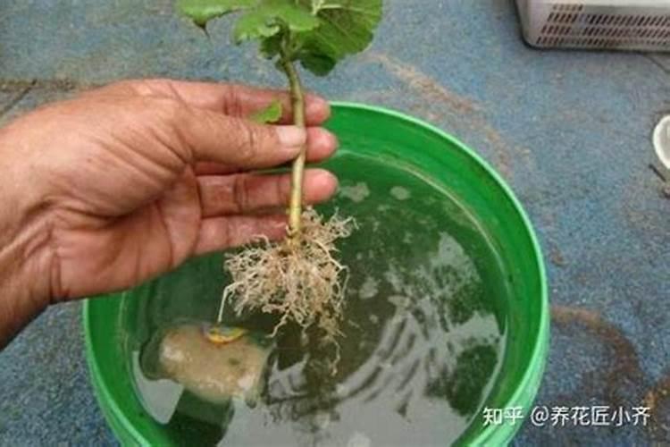 刚买的果汁阳台小苗多久能活