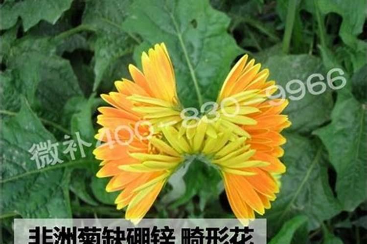 非洲菊花卉叶片边缘有点焦是什么原因