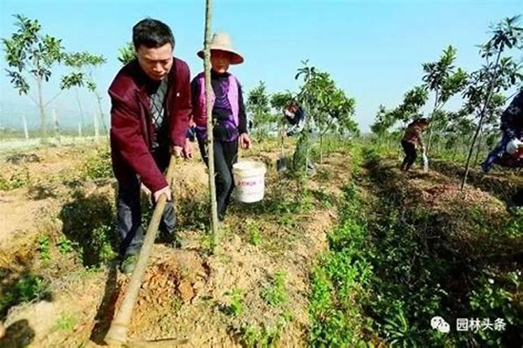 桃树秋季施肥用什么肥料
