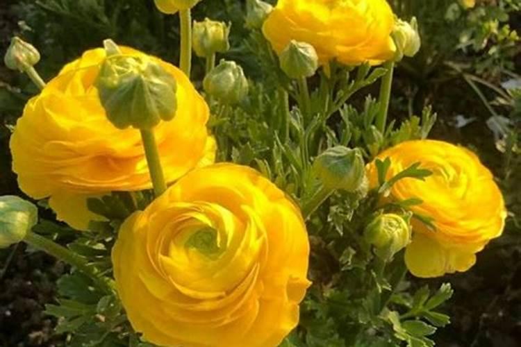 盆栽花毛茛应该如何施肥