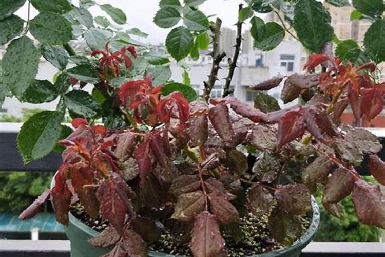 花卉叶面肥多久喷一次