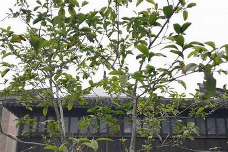 夏天40度高温能否可以给兰花喷叶面肥？