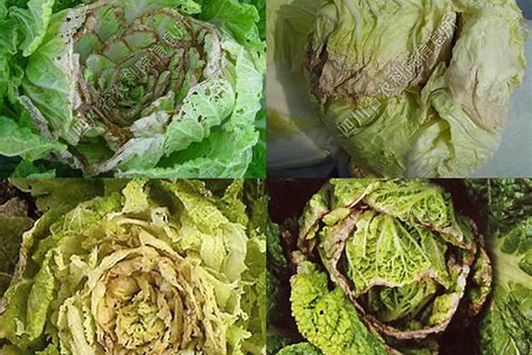 大白菜对氮、磷、钾的需求如何？