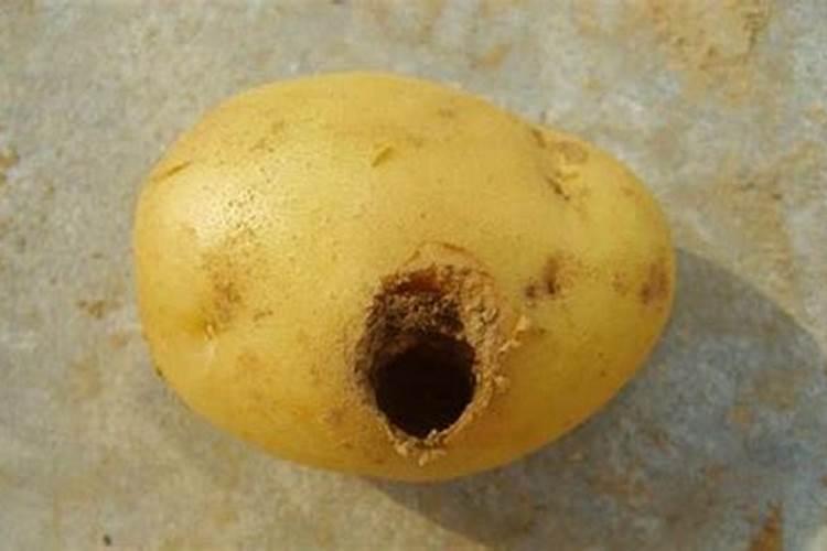 芸豆种植间距是多少