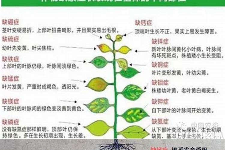什么植物会缺钙,是什么样子的？