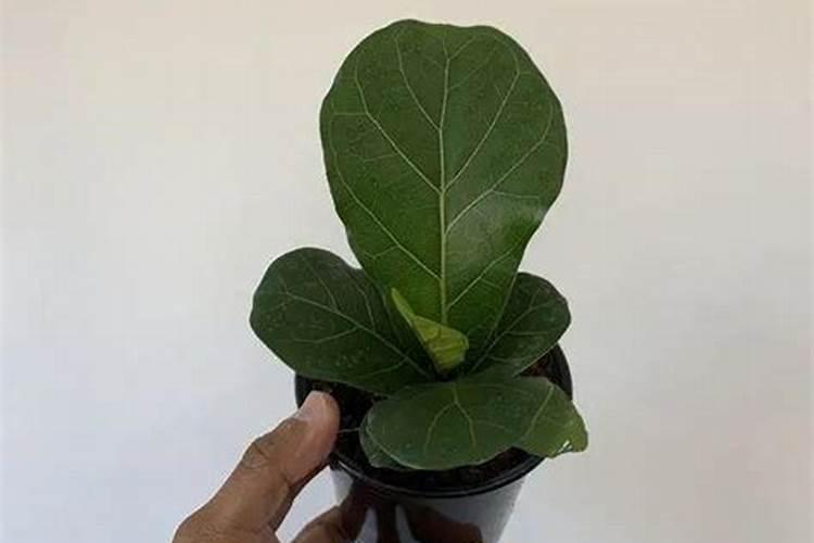 裂土分茅的意思