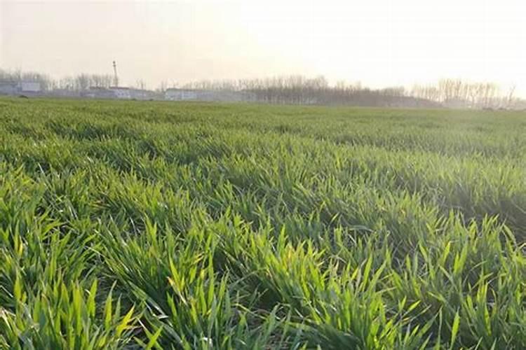 种植小麦时,应该先喷洒除草剂还是先浇水呢？