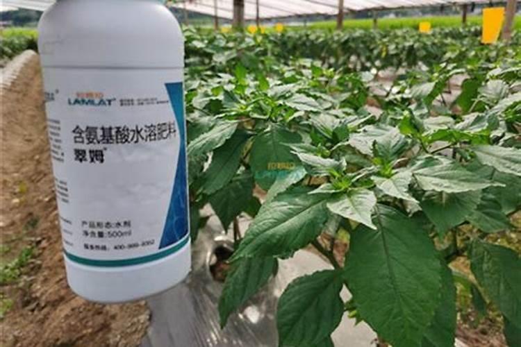青椒的种植方法和管理技术