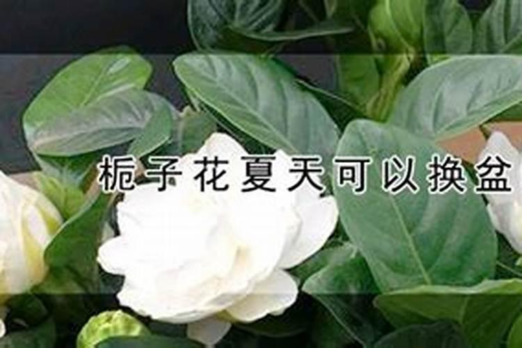 栀子花夏天怎么养