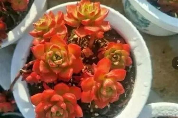 磷酸二氢钾适合哪些花
