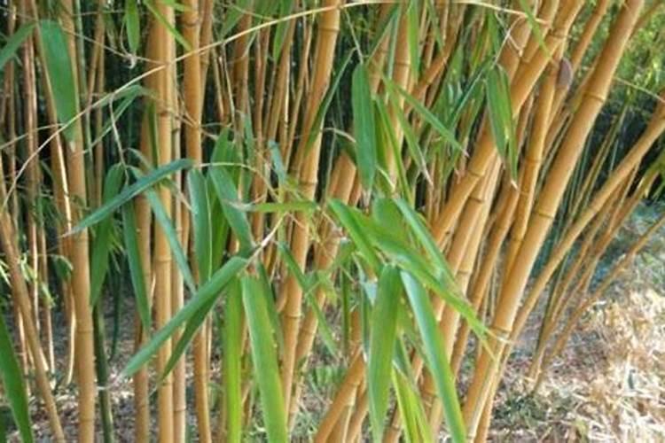 箫的好坏怎么辨别？