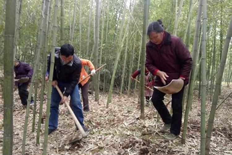 毛竹如何上肥