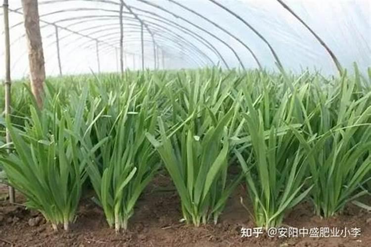 韭菜收割后能用尿素追肥吗(韭菜割了以后使用什么肥料)