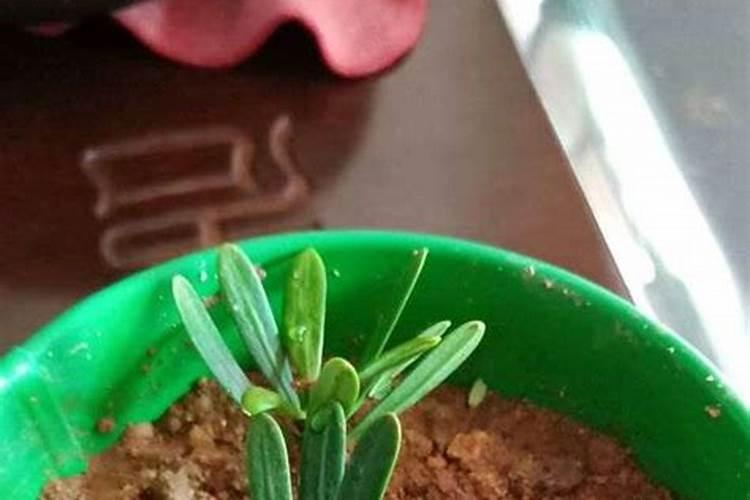 西瓜施多少底肥最好
