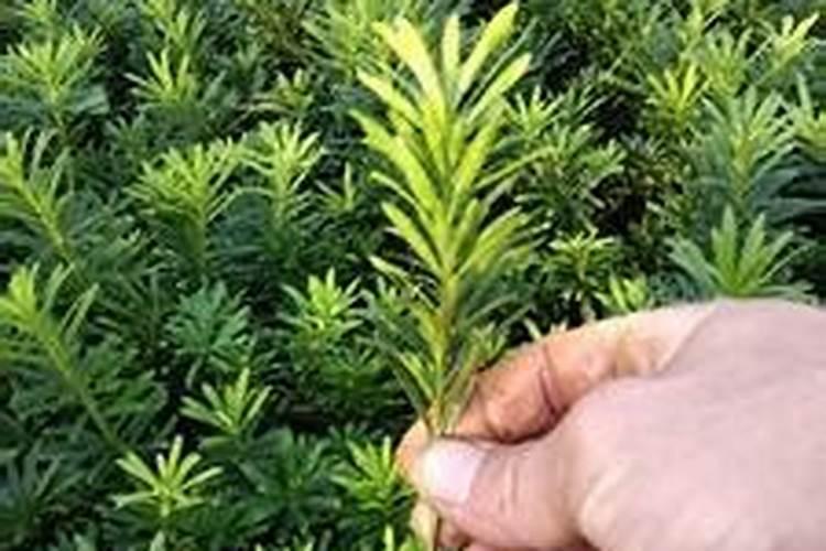 罗汉松老枝扦插方法
