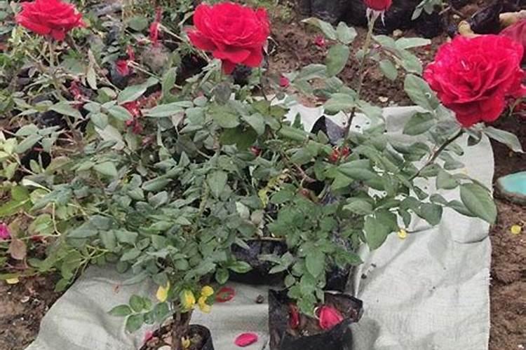 使君子花施矮壮素太浓了怎么补救？