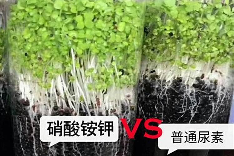 水溶肥的正确使用方法
