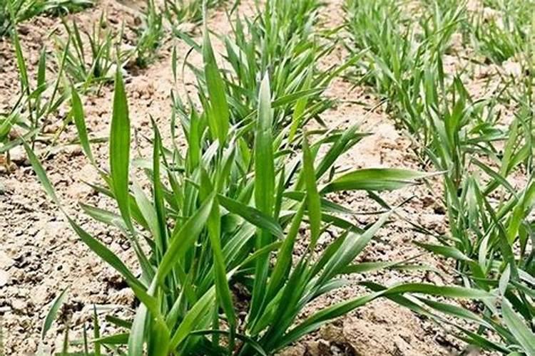 兰花植料是颗立土,怎么浇水？