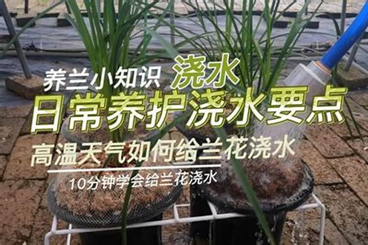 兰花施肥有哪些避免烧根的技巧？