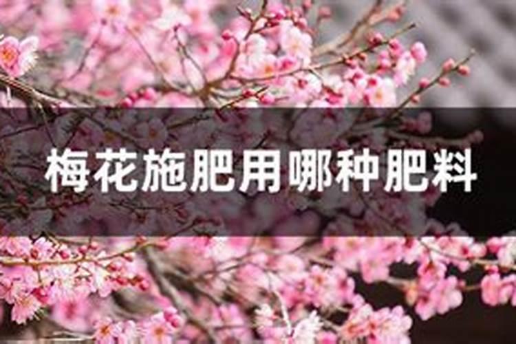 梅花要怎样施肥？