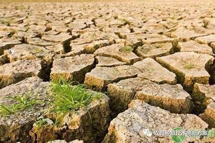 什么是地变果满冲施肥,好用吗