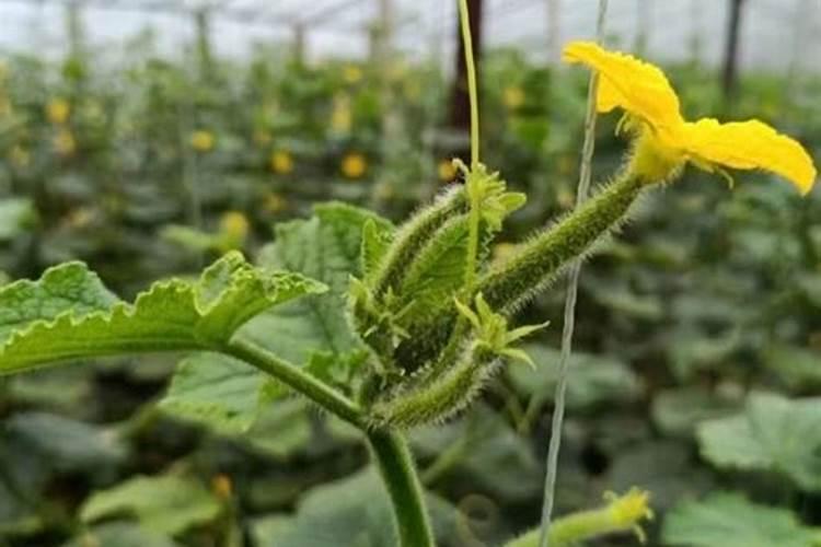黄瓜定植后促生根方法