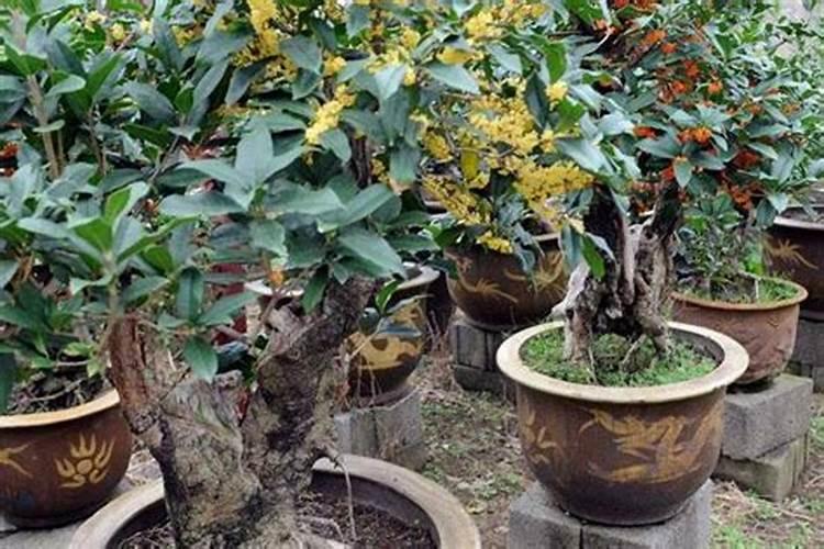 桂花施肥用什么肥料