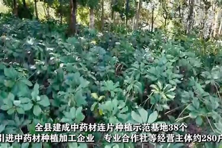 双柏县哪个镇经济最好