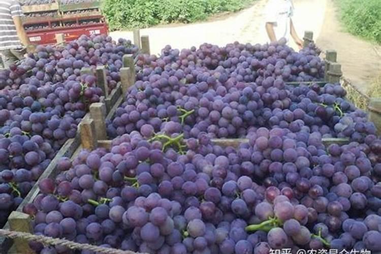 为什么氮肥不能与石灰草木灰等碱性肥料混
