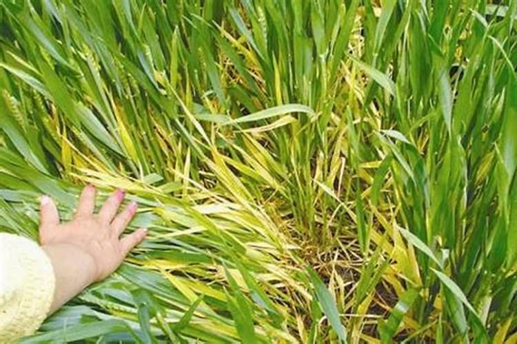 小麦叶枯病打什么药最好