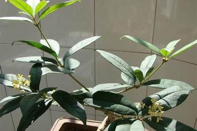 桂花树施肥用什么肥料
