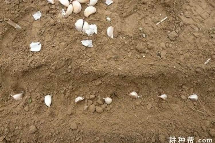 大蒜追肥用什么肥料好