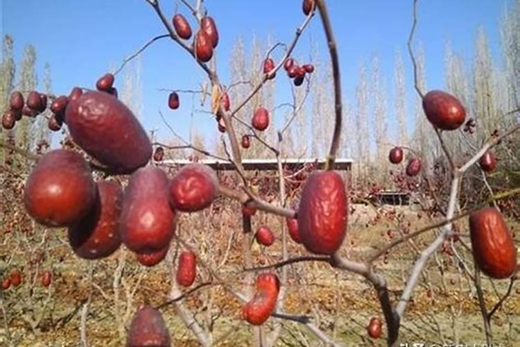 枣树坐不住果怎么办？如何才能让枣树果子挂满枝头？