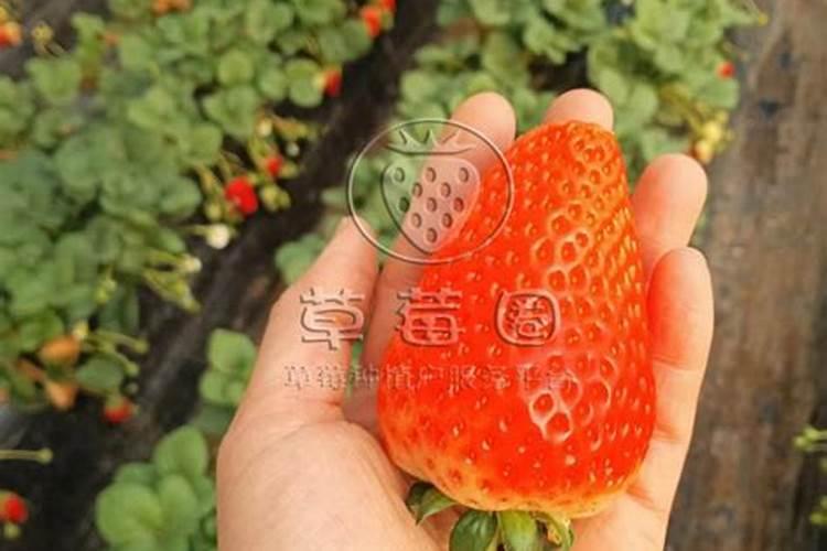 草莓青果期冲3个17的复合肥可以吗？