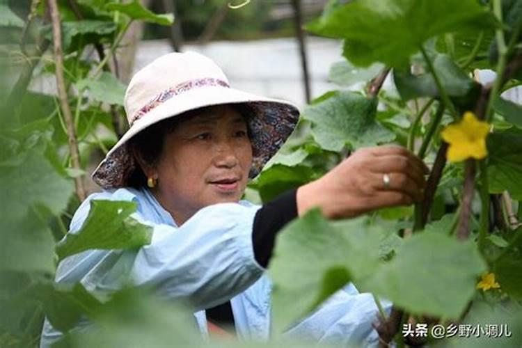 黄瓜追肥用什么肥料好
