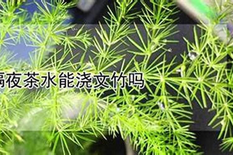 文竹施什么肥料好,施肥可以用速效复合肥吗