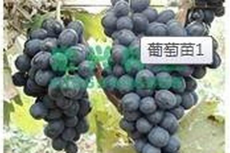 天脊16620硝酸钾水溶肥的批发价格是多少？