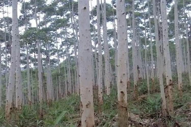 枣木裂口怎么办？怎么防止枣树木头裂口子呢？