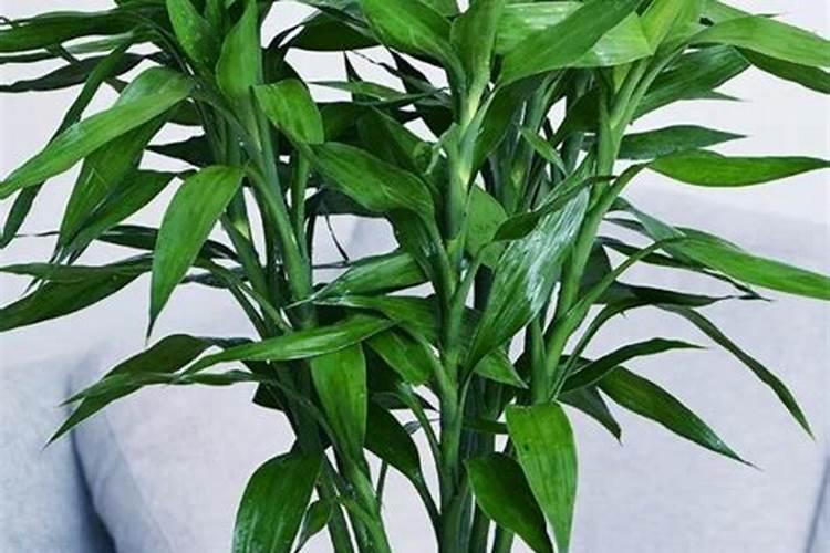 水培富贵竹怎么施肥