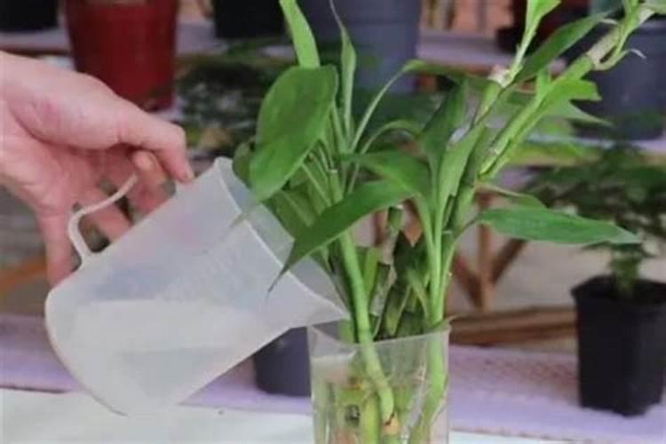 水养富贵竹施什么肥？