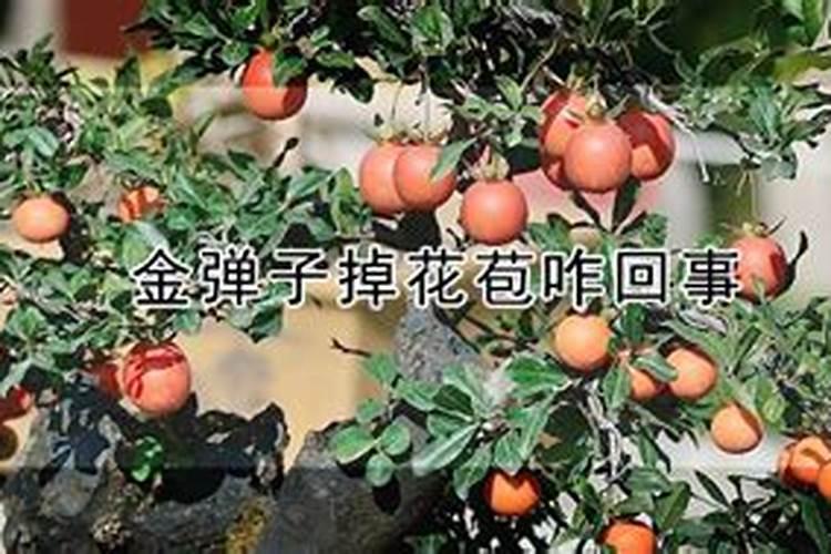 金弹子扦插后出芽带花苞怎么办