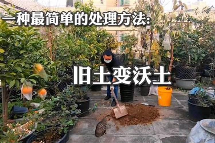 果树硼肥啥时施最佳